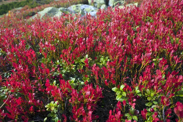 Malerische Herbstdecke in den Bergen — Stockfoto