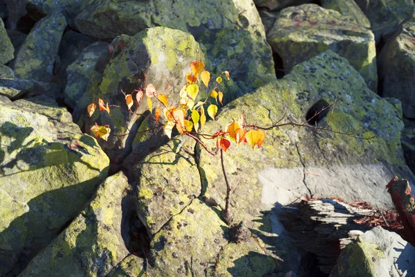 Einsame heldenhafte Birke auf einem Felsen — Stockfoto
