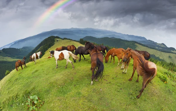 Gratis Karpaterna hingstar — Stockfoto