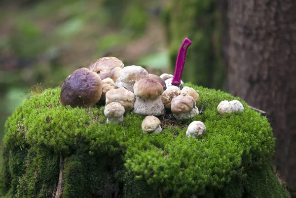 Einen Steinpilz und Beeren gesammelt — Stockfoto