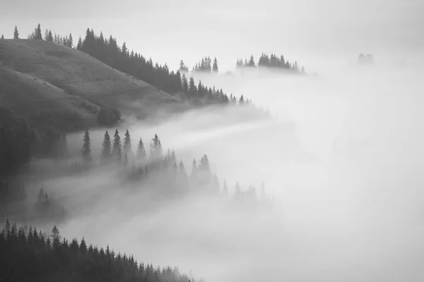 Γραφικό δάσος στην ομίχλη — Φωτογραφία Αρχείου