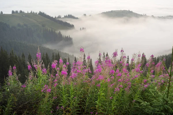 Willow-tea at dawn — Stock Photo, Image