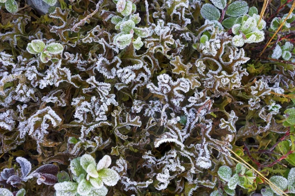 Den första frosten på berget bär tranbär — Stockfoto