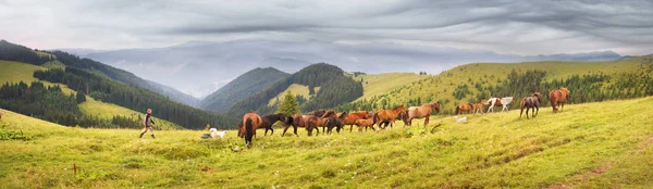 自由的喀尔巴阡山种马 — 图库照片