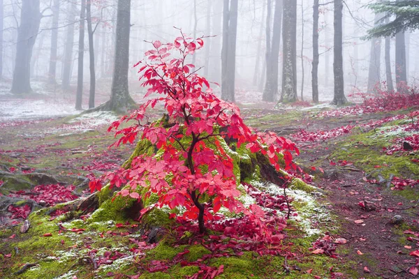 Δάσος το φθινόπωρο Bubnyshche — Φωτογραφία Αρχείου