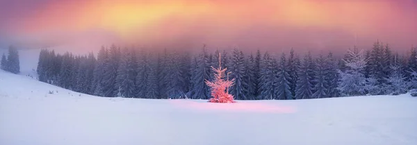 Árbol mágico en Navidad — Foto de Stock