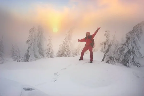 Forêt enneigée dans une tempête — Photo