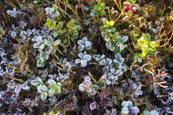 Der erste Frost auf den Preiselbeeren — Stockfoto