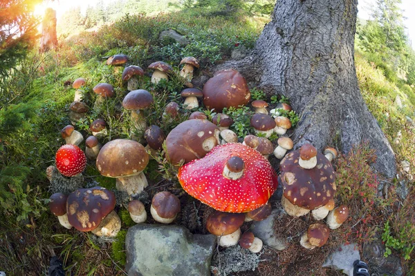 Amanita en boletus edulis — Foto de Stock