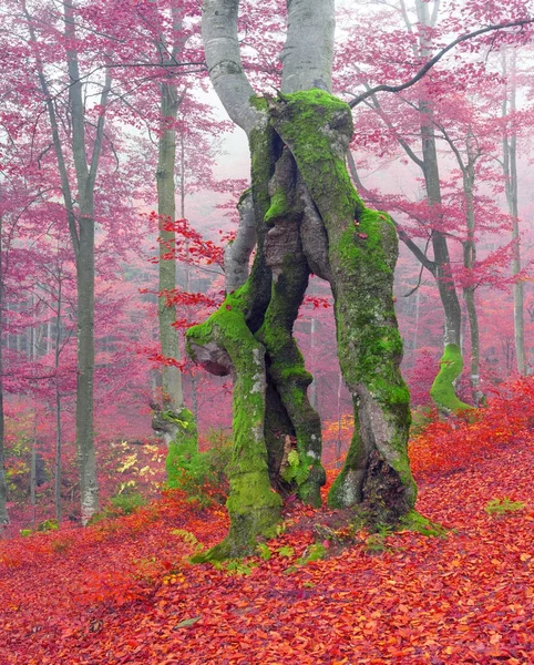 Buchenwald im Herbst — Stockfoto