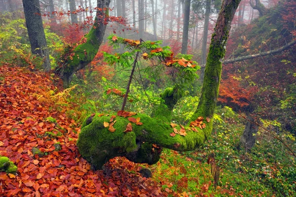 Буковые леса осенью — стоковое фото