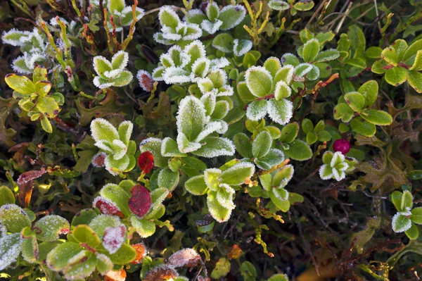 Den första frosten på berget bär tranbär — Stockfoto