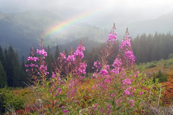 Malerische Zartheit der Blüten der Teeweide — Stockfoto