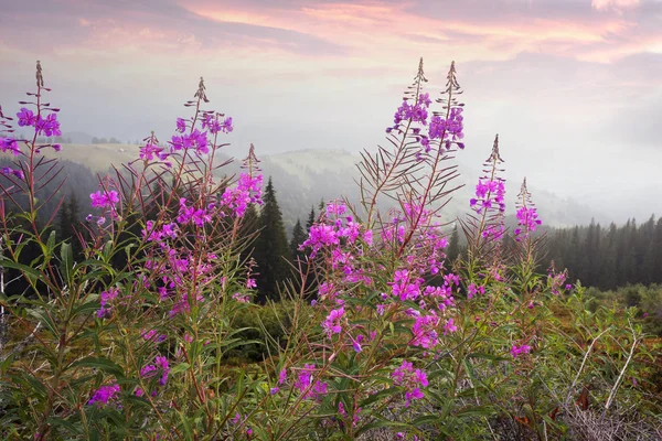 Pintoresca ternura de las flores de sauce de té — Foto de Stock