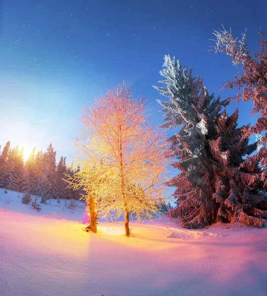 Kouzelný strom na Vánoce — Stock fotografie