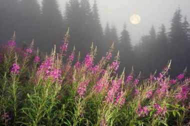 A gentle misty morning in the wild Carpathians Ukraine at sunrise against the beautiful backdrop. Clean nature and fresh greenery gives joy and health to the traveler in Eastern Europe clipart