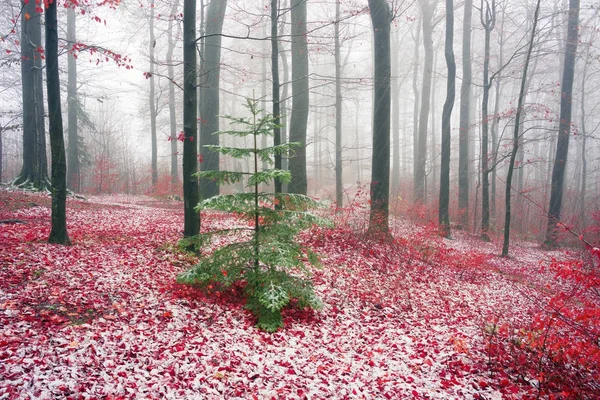 Floresta no outono Bubnyshche — Fotografia de Stock