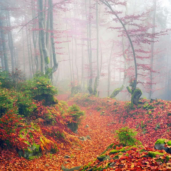 Buchenwald im Herbst — Stockfoto