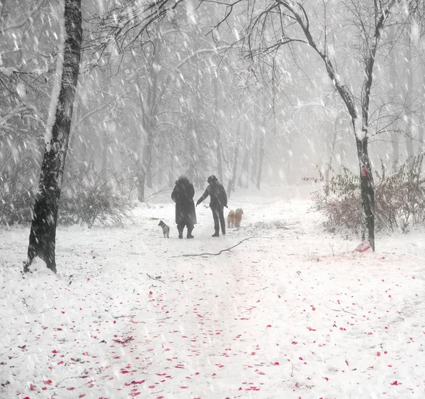 Promenade du chien dans le brouillard — Photo