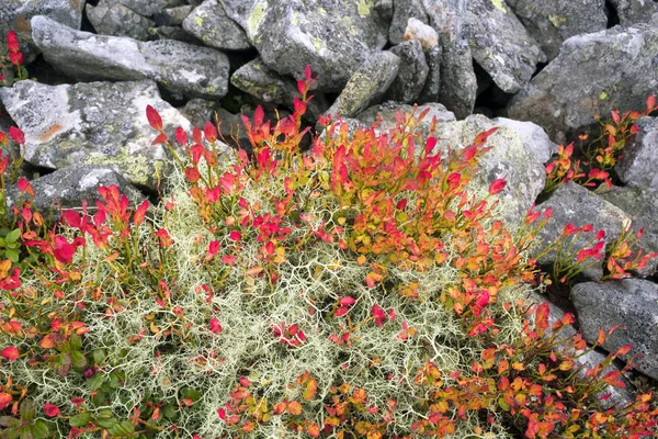 Malownicze pokrywa jesień w górach — Zdjęcie stockowe