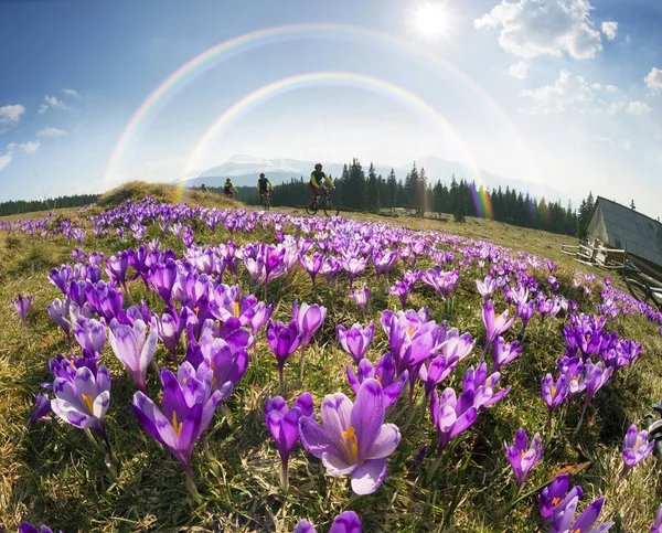 Yarışçı arasında fantastik yumuşak çiçek — Stok fotoğraf