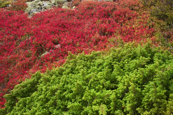 Malerische Herbstdecke in den Bergen — Stockfoto