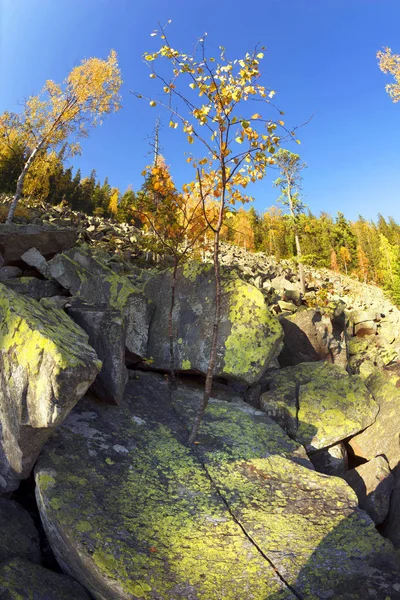 Osamělý hrdinské bříza na skále — Stock fotografie