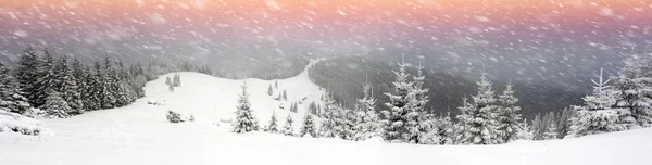 Ukrainska Karpaterna snöiga skogen — Stockfoto