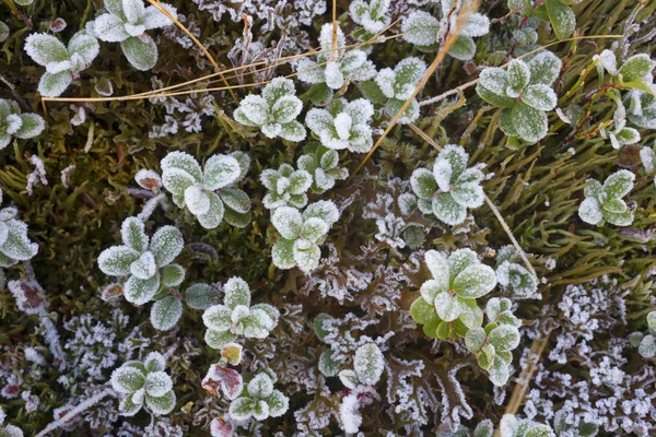 Le premier gel sur les baies de montagne canneberges — Photo