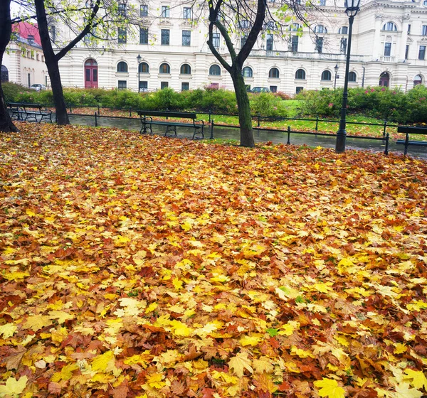 Krakow bland foggy park — Stock Photo, Image