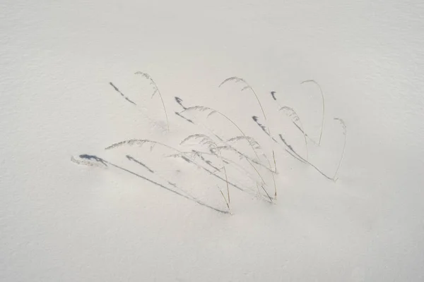 Морозний Січневий Сніг Сонячне Світло Малює Оригінальні Тонкі Малюнки Гілок — стокове фото