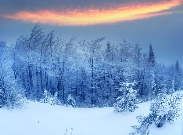 Brouillard et givre dans les Carpates — Photo