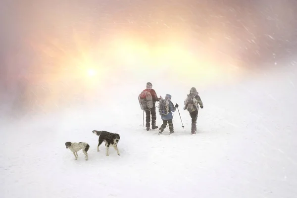 Viaje de turistas en una tormenta de nieve —  Fotos de Stock