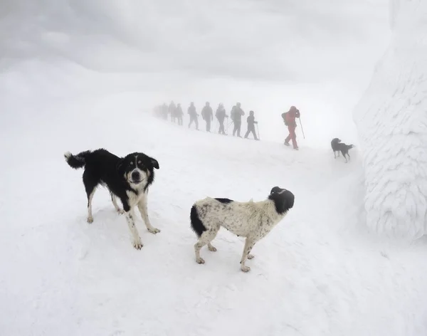 Honden in de sneeuwstorm-bergen — Stockfoto