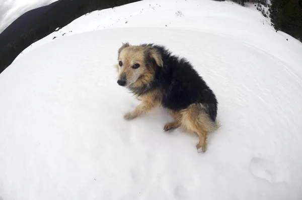 Cão Rural Amigável São Escoltados Para Tempestade Nevoeiro Alpinistas Turistas — Fotografia de Stock