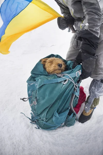 Gele hond in de Karpaten voor het nieuwe jaar — Stockfoto