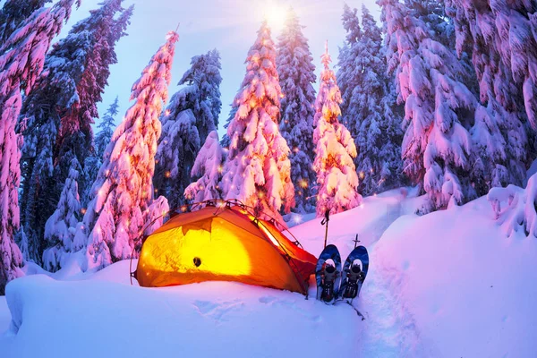 Beleuchteter Winterwald in den Karpaten — Stockfoto
