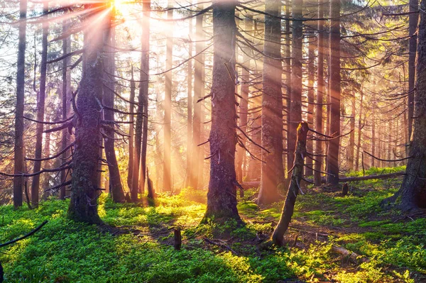 Fabulous beams of the alpine forest — Stock Photo, Image