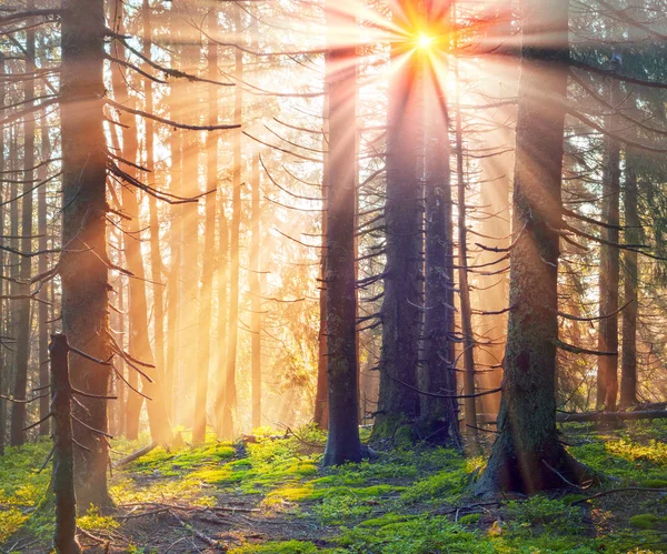 高山森林的神话般的光束 — 图库照片