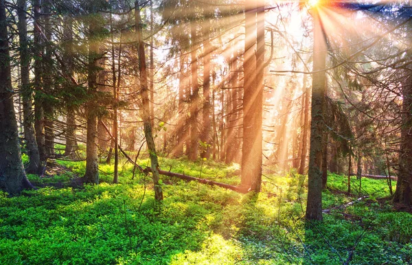 Fabulous beams of the alpine forest — Stock Photo, Image