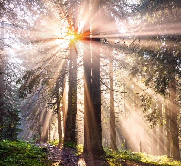 高山の森林の素晴らしい梁 — ストック写真