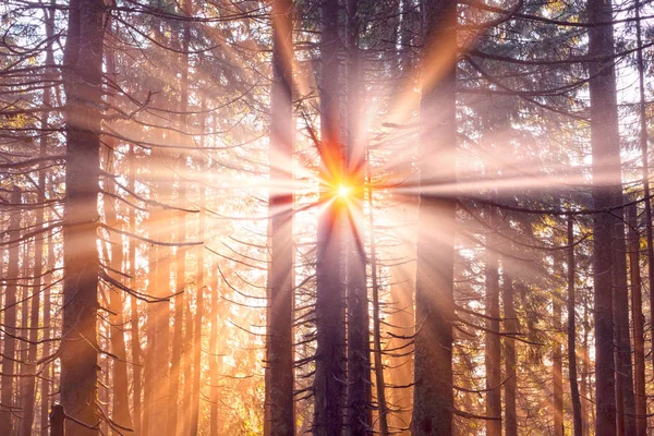 Fabulous beams of the alpine forest — Stock Photo, Image