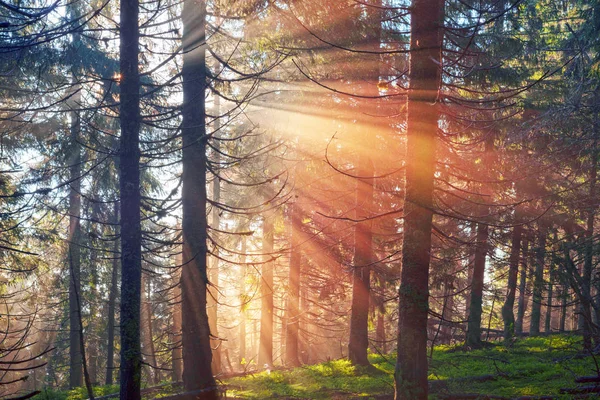 Fabulous beams of the alpine forest — Stock Photo, Image