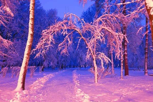 Evening park after snowfall — Stock Photo, Image