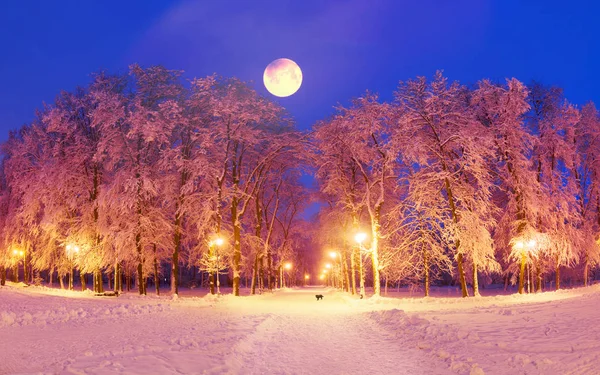 Câine și lună în parc noaptea — Fotografie, imagine de stoc