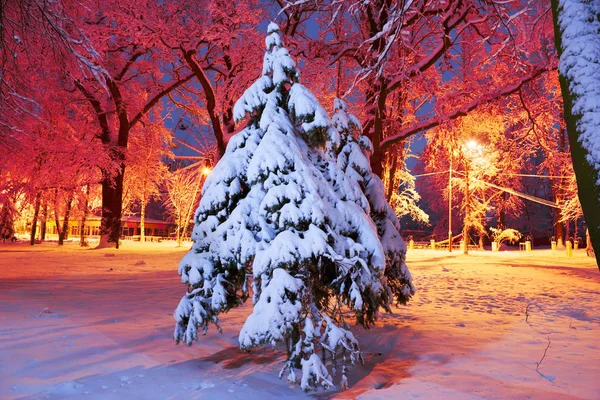 Kvällen park efter snöfall — Stockfoto