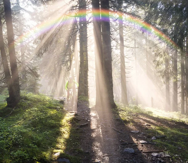 Bosque Coníferas Brumosas Con Rayos Sol Brillantes Fondo Del Amanecer — Foto de Stock