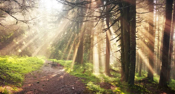 Bosque Coníferas Brumosas Con Rayos Sol Brillantes Fondo Del Amanecer — Foto de Stock