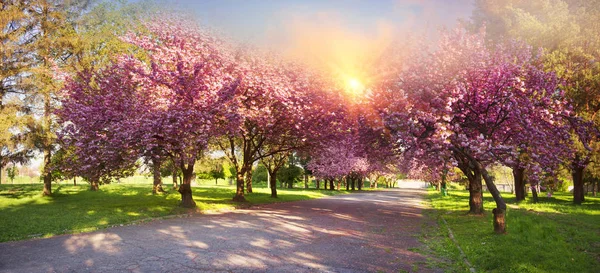 Vue Sur Les Fleurs Cerisier Japonais Fleurissent Dans Jardin Ville — Photo