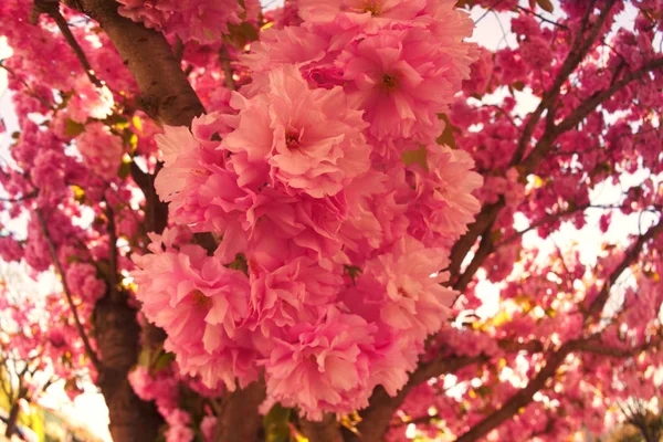 Primer Plano Flores Cerezo Japonesas Florecen Jardín Ciudad Uzhgorod Mukachevo —  Fotos de Stock